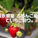 兵庫県のおすすめのいちご狩りスポット「福永農産 ぶらんこ苺園」でいちご狩り体験をしよう。